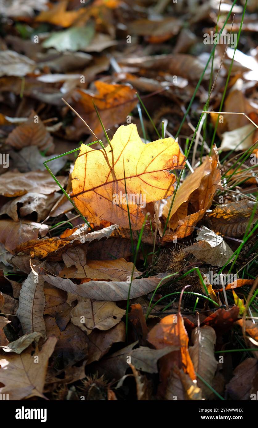 feuilles d'automne rétroéclairées sur le sol dans un cadre boisé Banque D'Images