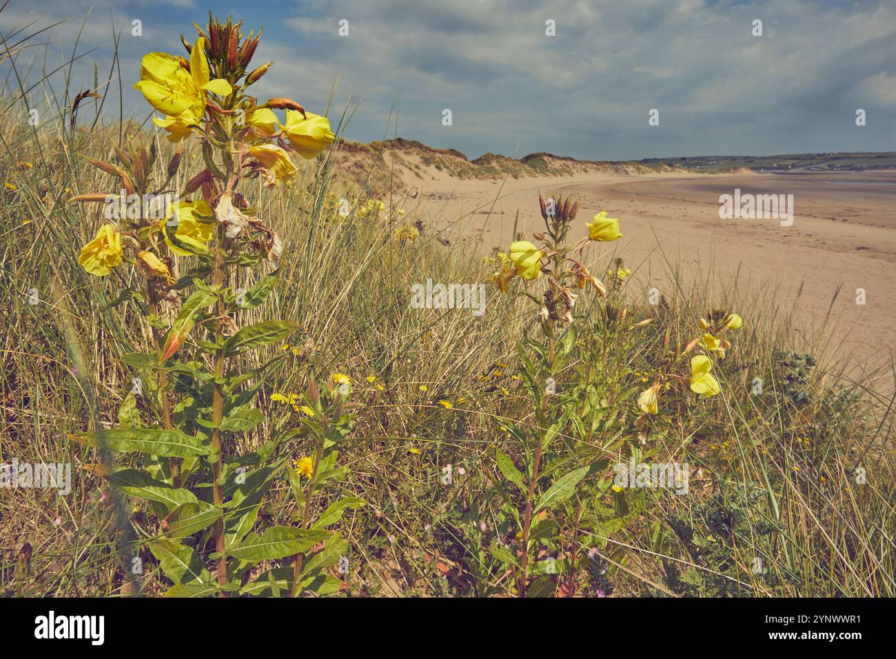 Les onagères (Oenothera biennis) en fleurs, sur des dunes de sable près de Crow point, l'estuaire de Taw et Torridge, près de Barnstaple, Devon, Grande-Bretagne. Banque D'Images