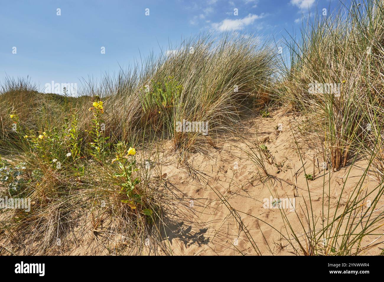 Les onagères (Oenothera biennis) en fleurs, sur des dunes de sable près de Crow point, l'estuaire de Taw et Torridge, près de Barnstaple, Devon, Grande-Bretagne. Banque D'Images