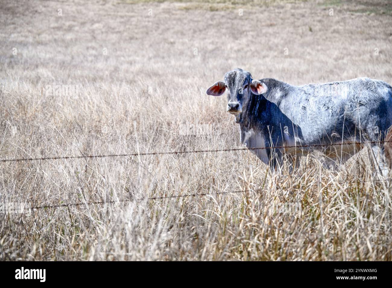 Bovins de vache Brahman, praddock d'herbe sèche chaude, mode de vie rural élevage bovin, Australie Banque D'Images