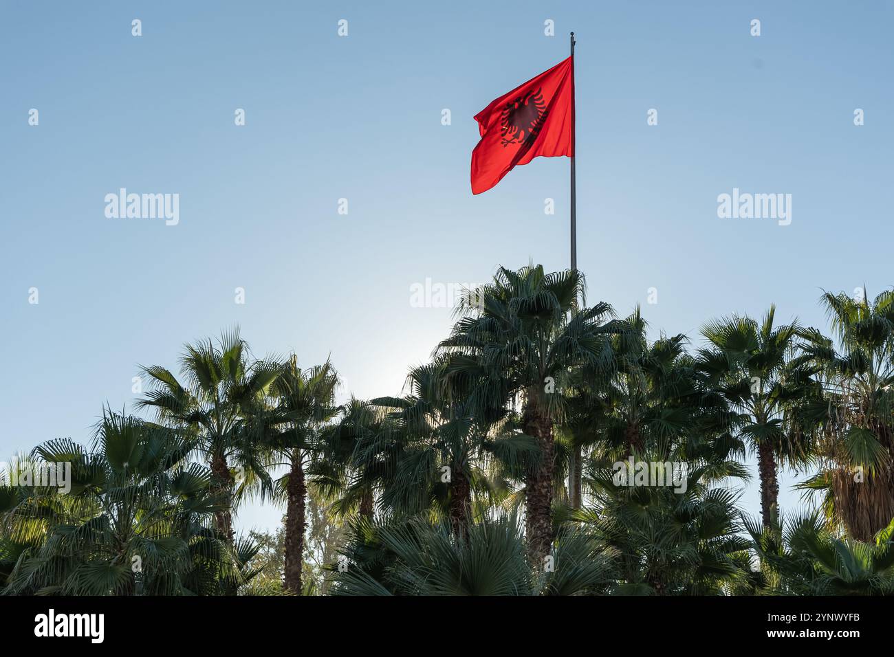 Drapeau albanais rouge avec un aigle noir à double tête flambant dans le vent sur fond de ciel bleu, rouge et noir beau drapeau albanais avec des palmiers. T Banque D'Images