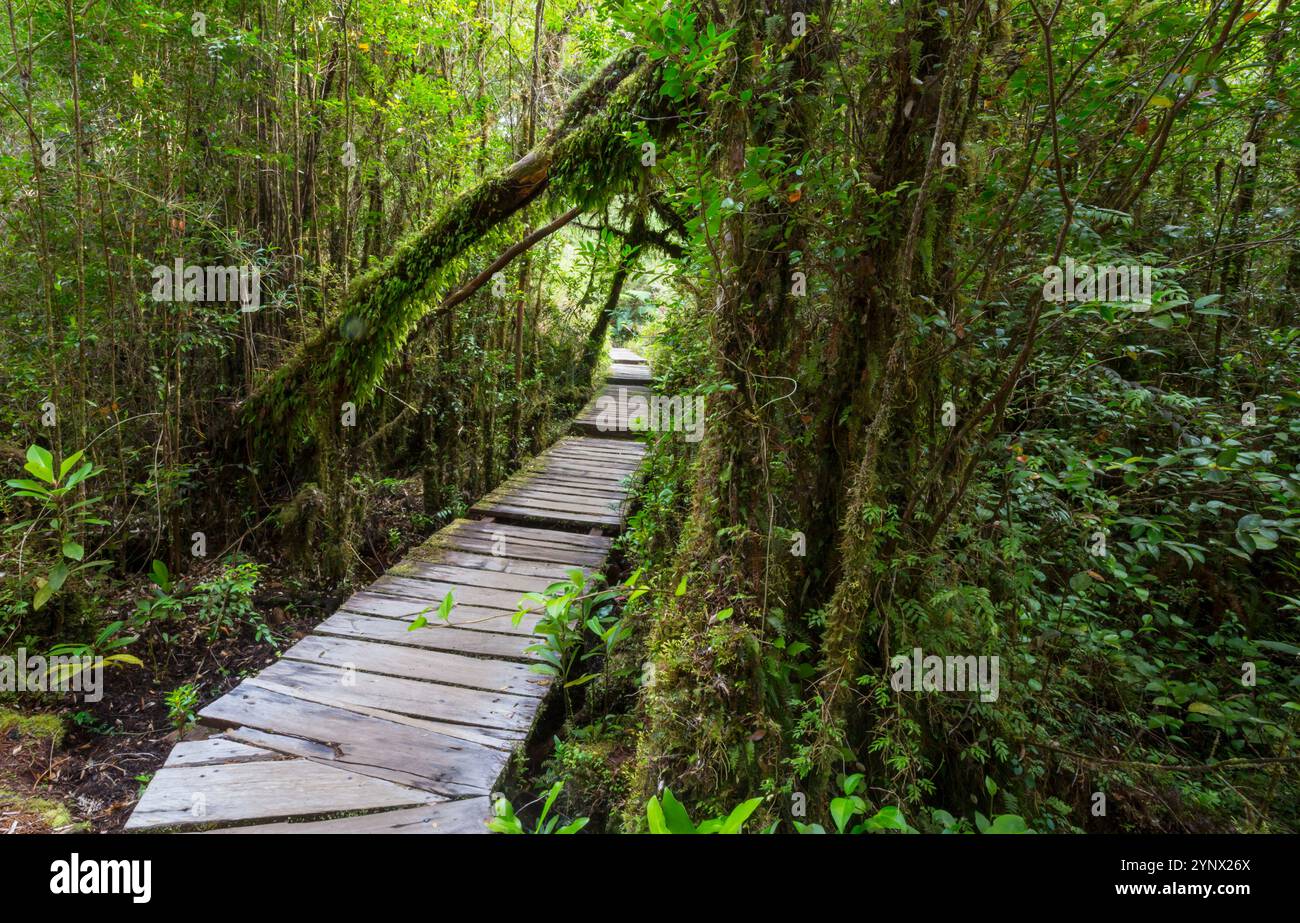 Alomg de forêt pluviale du Sud Carretera Austral au Chili, Amérique du Sud Banque D'Images