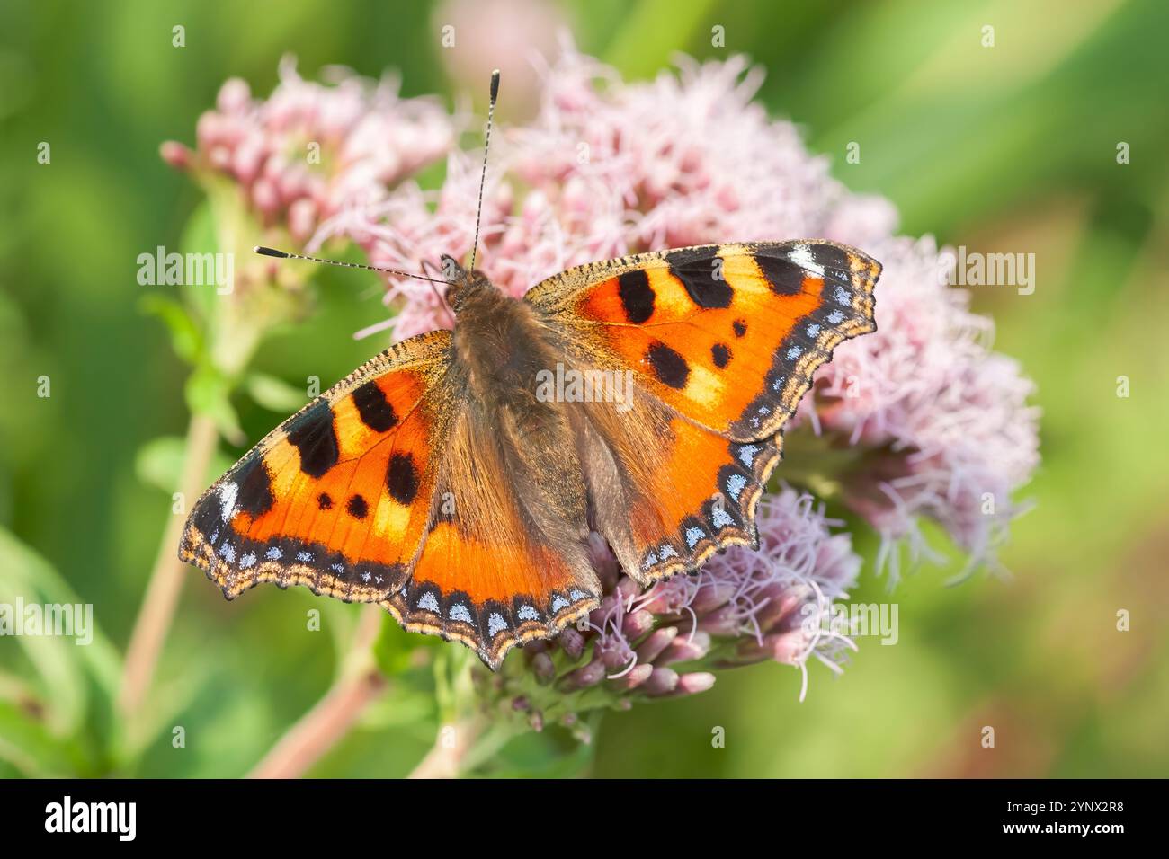 Petit papillon en écaille de tortue, Aglais urticae, adulte seul se nourrissant de nectar sur fleur, Upton, Norfolk, Royaume-Uni, 30 août 2008 Banque D'Images