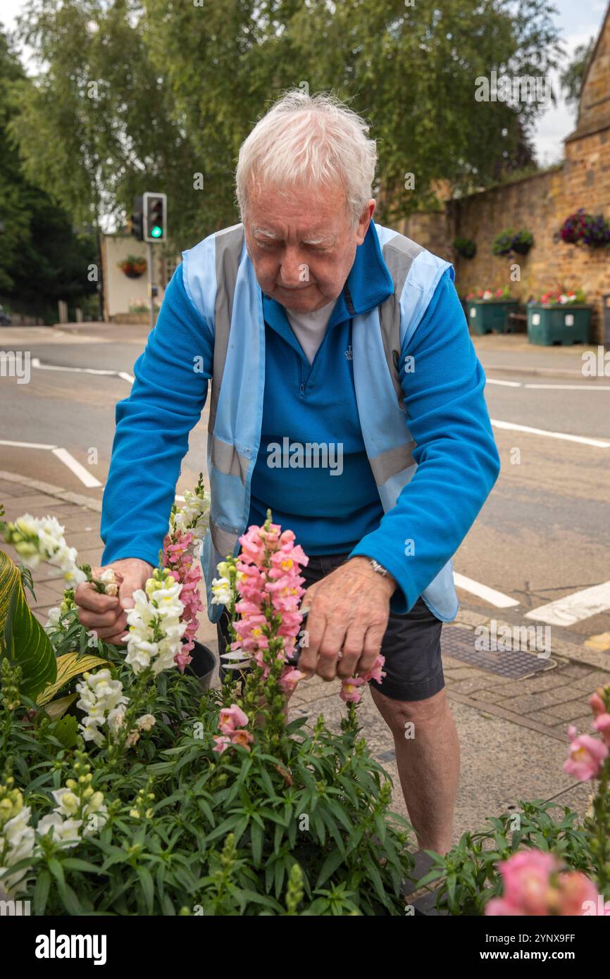 Royaume-Uni, Angleterre, Rutland, Uppingham, Orange Street, Uppingham in Bloom volontaire Anthony Streeter Dead Heading Antirrhinum, fleurs de snapdragon Banque D'Images