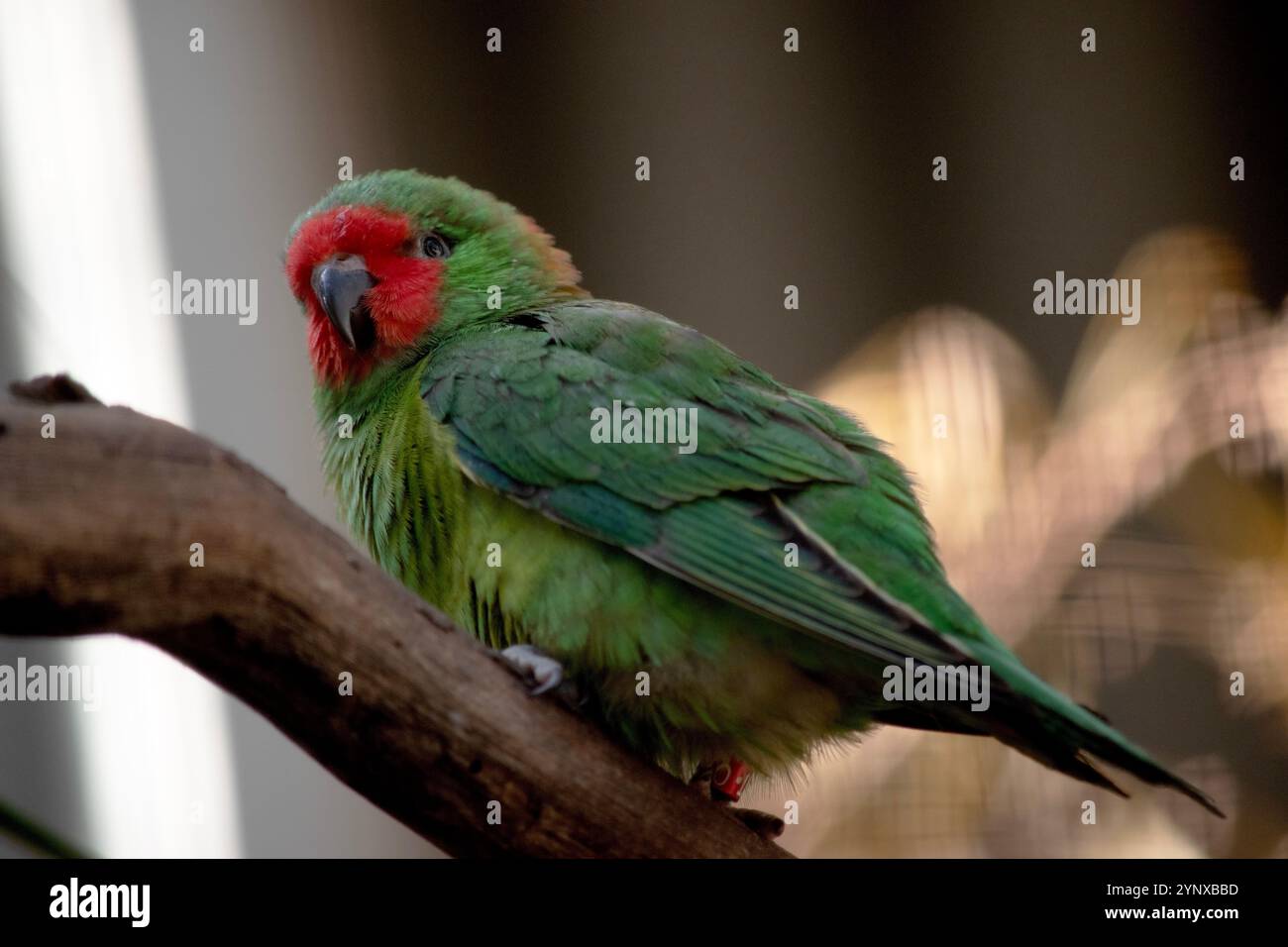 Le petit Lorikeet est un petit perroquet vert vif, avec un visage rouge entourant son bec noir et s'étendant jusqu'à l'œil. Banque D'Images
