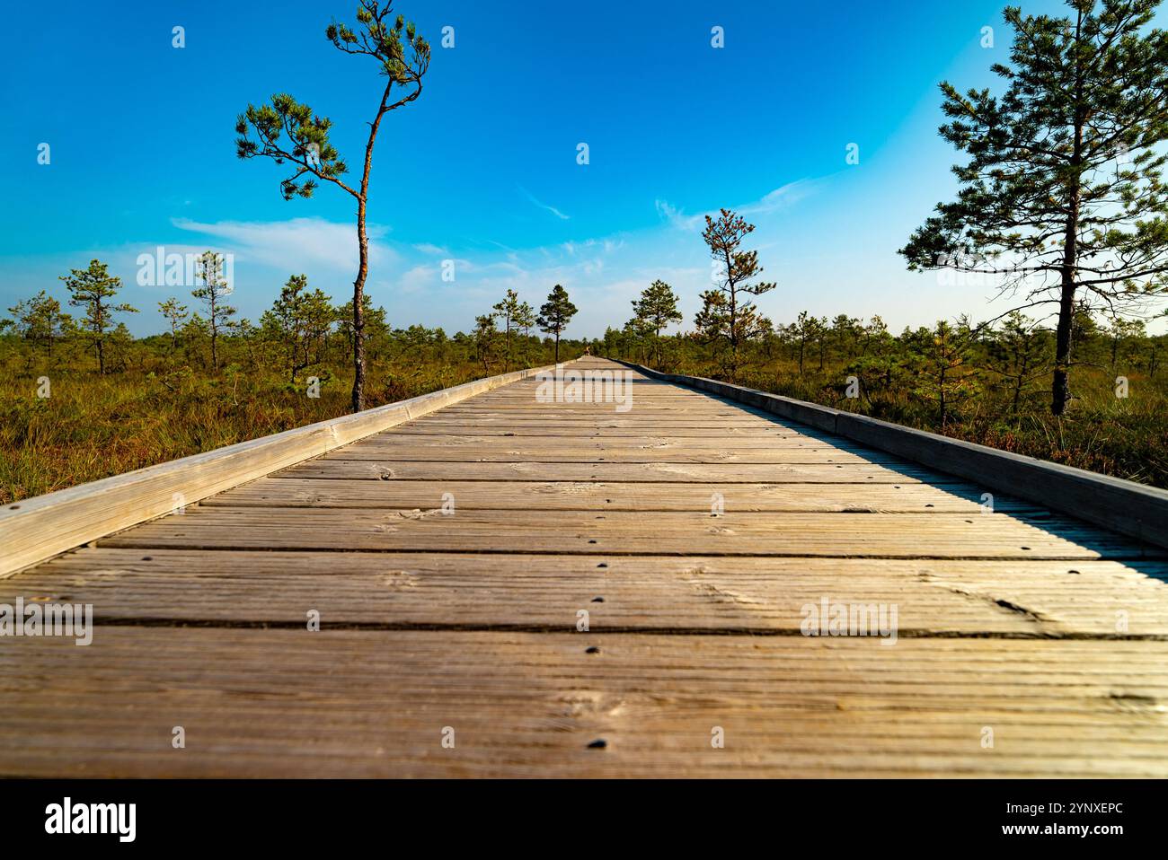 Plate-forme en bois sur le lac marécageux Viru Raba en Estonie. Banque D'Images