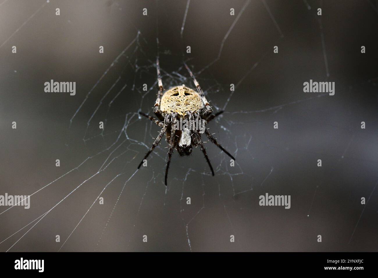 Orb weaver spider Banque D'Images