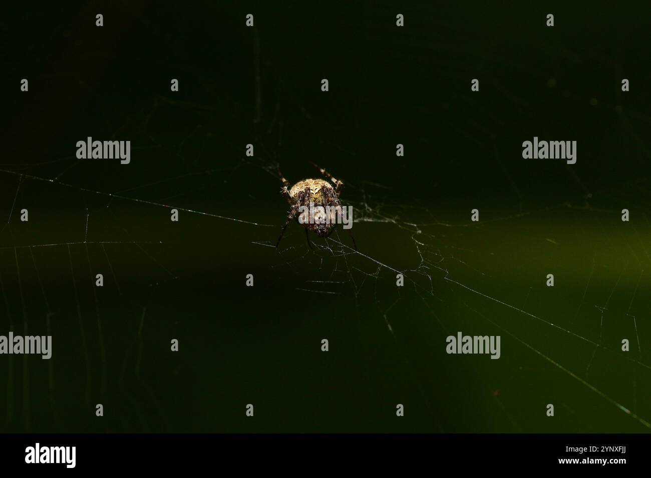 Orb weaver spider Banque D'Images
