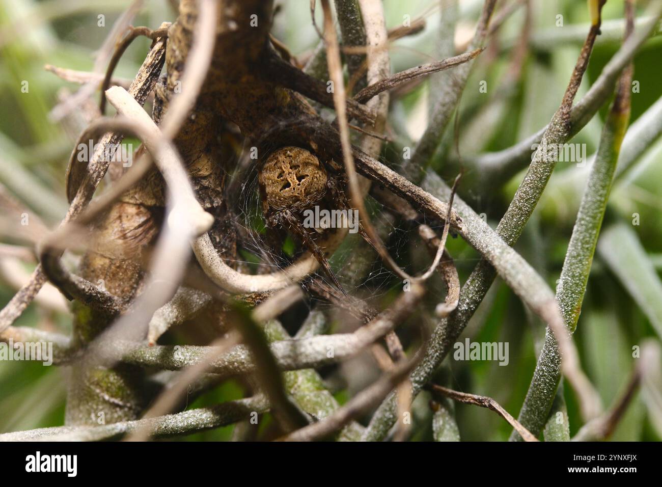 Orb weaver spider Banque D'Images