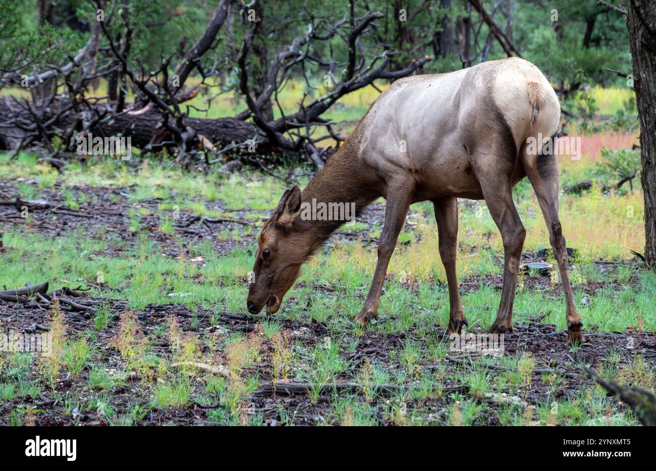 Un jeune wapiti seul pèle paisiblement en montrant sa grande croupe blanche. Le wapiti est la deuxième plus grande espèce de la famille des cerfs. Banque D'Images