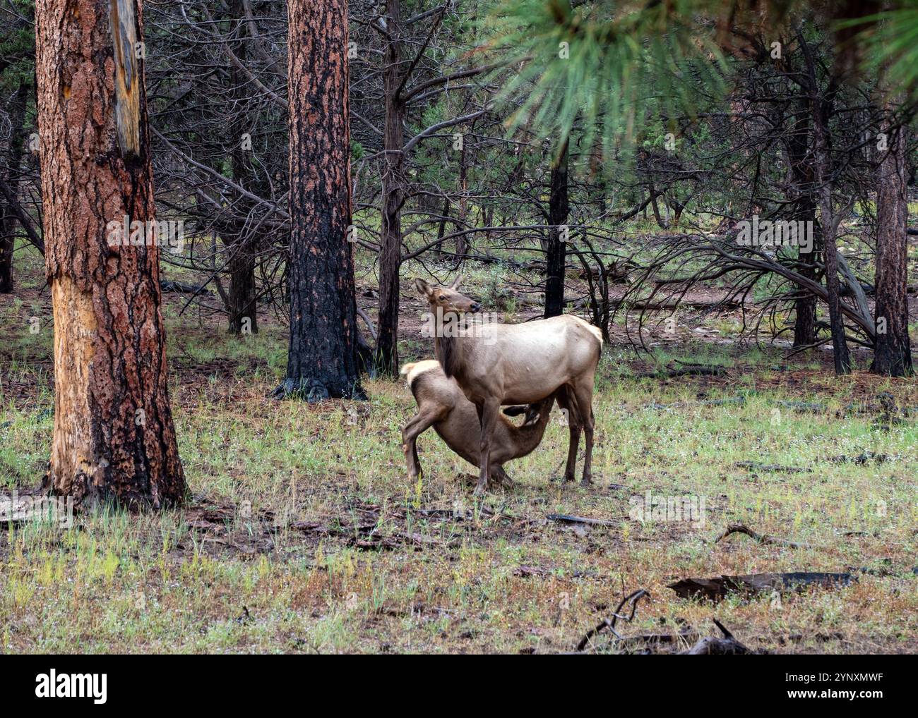 Un veau de wapiti infirmière tandis que maman wapiti surveille de près tous les dangers perçus dans une forêt de l'Arizona. Banque D'Images