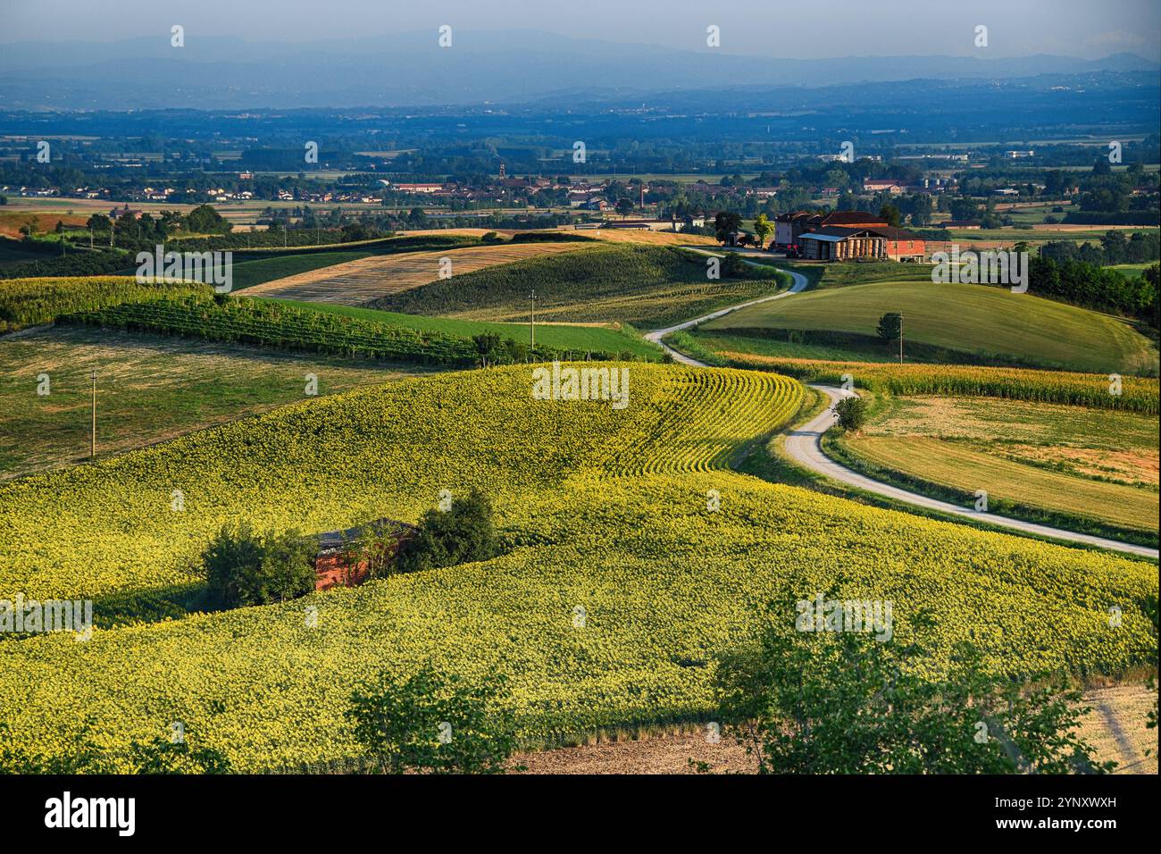 Vue aérienne d'une route à travers les champs de tournesol dans le paysage rural, Monferrato lu, Alessandria, Piémont, Italie Banque D'Images