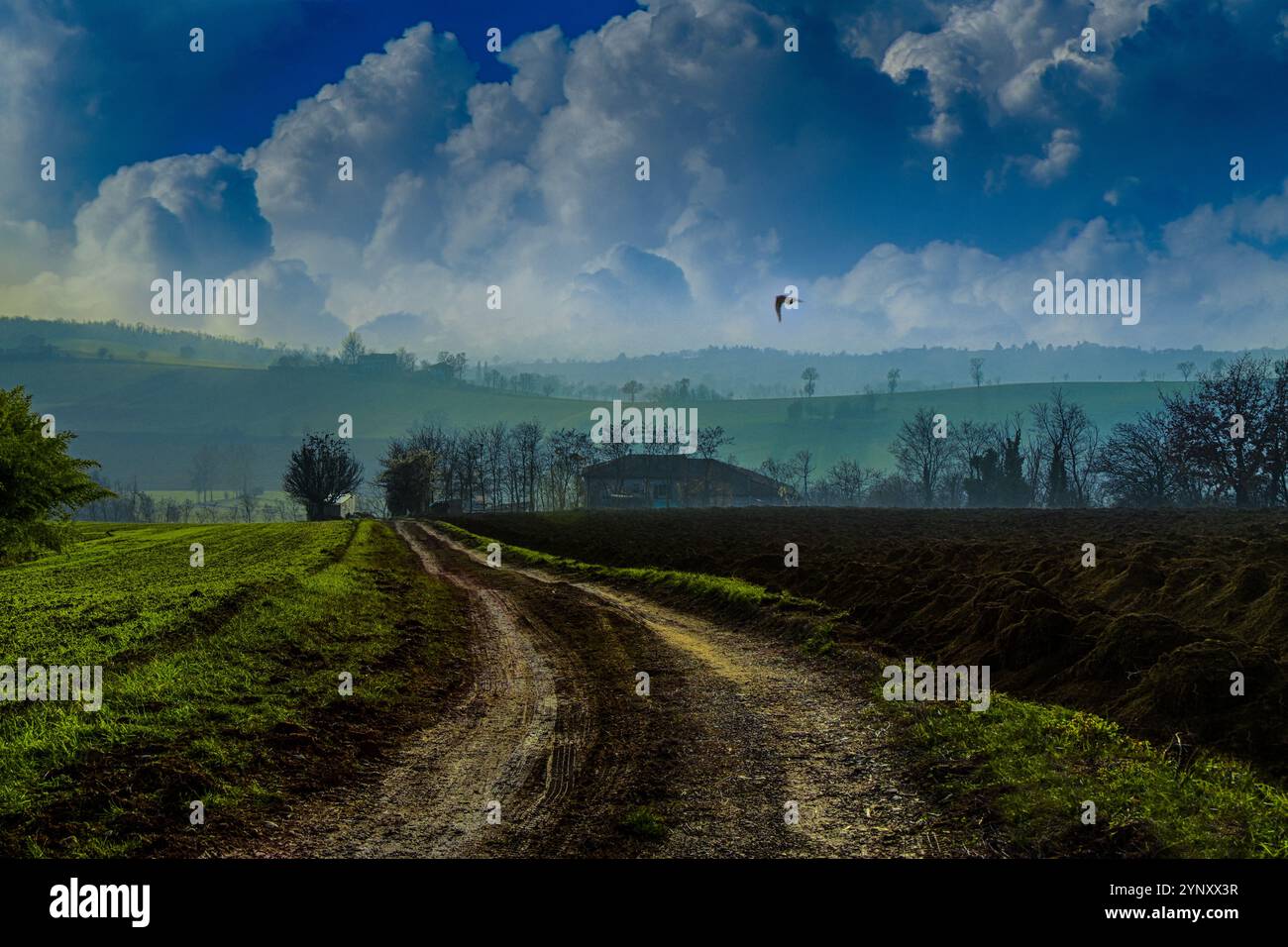 Chemin de terre à travers un paysage rural, Monferrato, Valmadonna, Alessandria, Piémont, Italie Banque D'Images