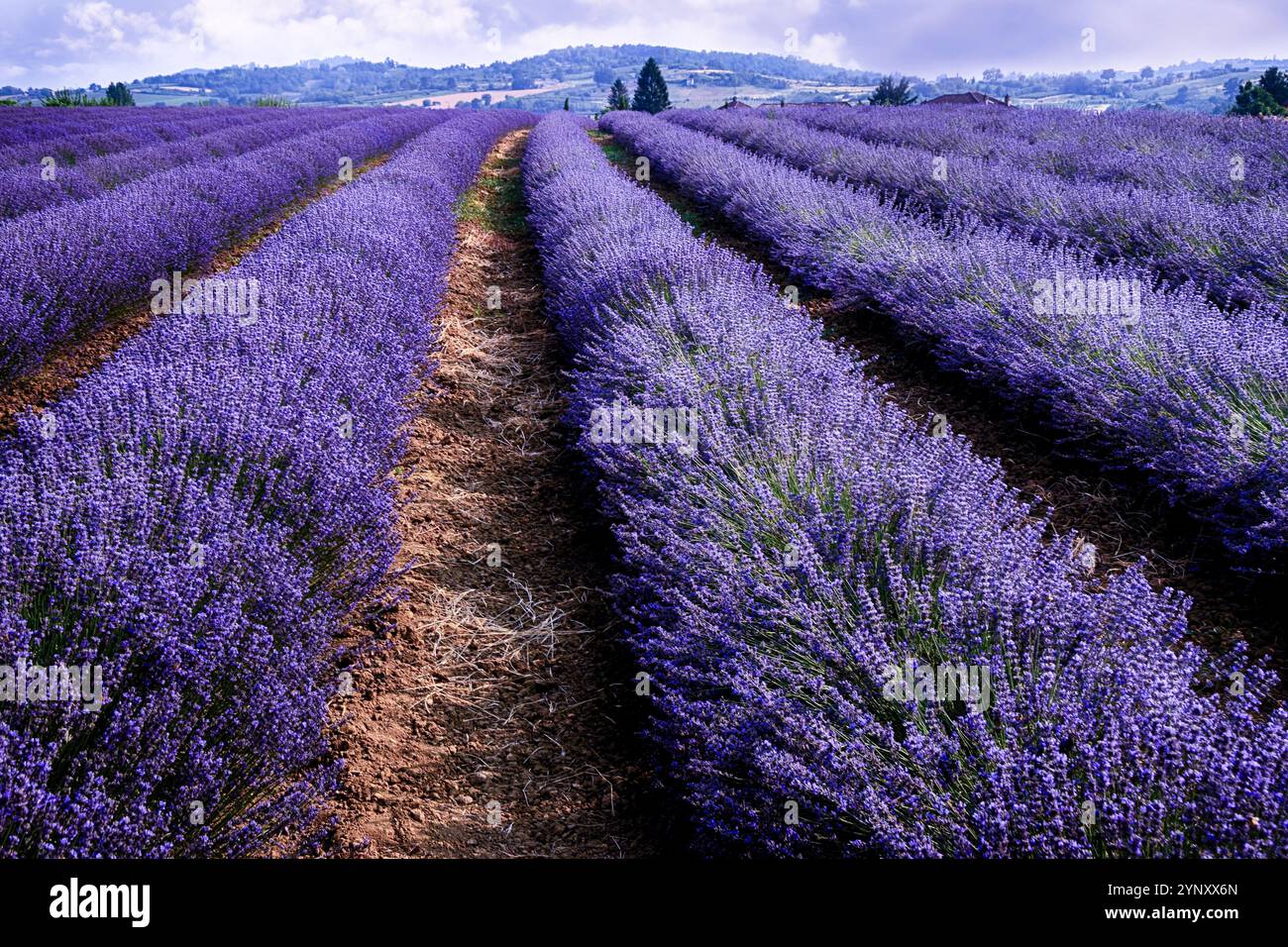 Rangées de fleurs de lavande poussant dans un champ, Viguzzolo, Piémont, Italie Banque D'Images