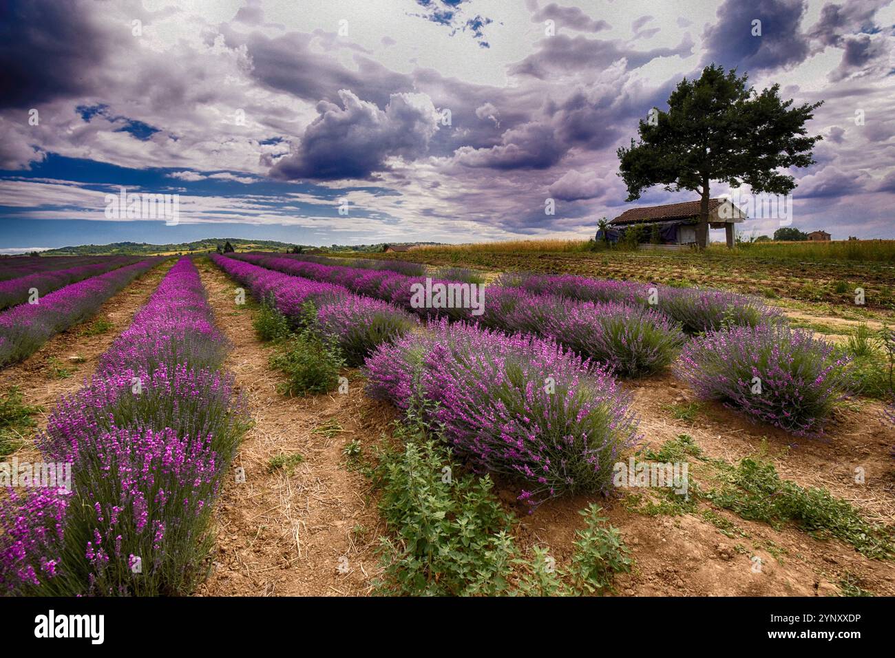 Rangées de fleurs de lavande poussant dans un champ, Viguzzolo, Piémont, Italie Banque D'Images