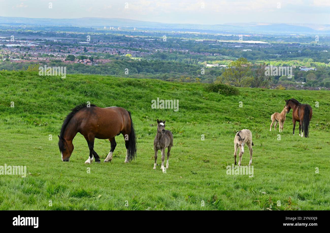 Belle image de chevaux et de jeunes poulains dans un champ à Werneth Low, Stockport, Cheshire à la fin du printemps. La vue est tournée vers Hyde et Denton. Banque D'Images