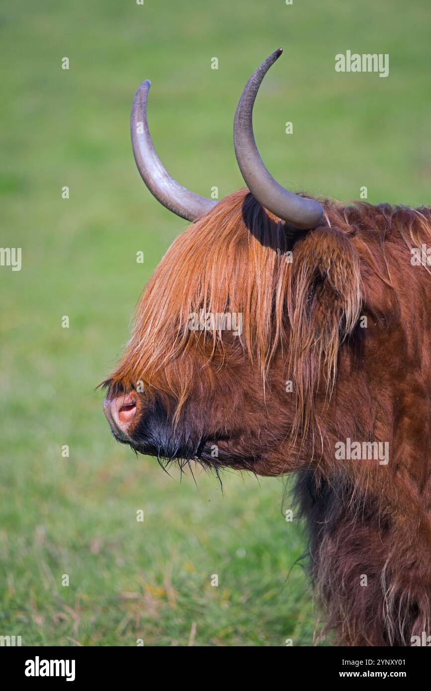 Highland Bull, race écossaise de bovins rustiques originaire des Highlands et des îles occidentales d'Écosse, debout dans les prairies / pâturages Banque D'Images