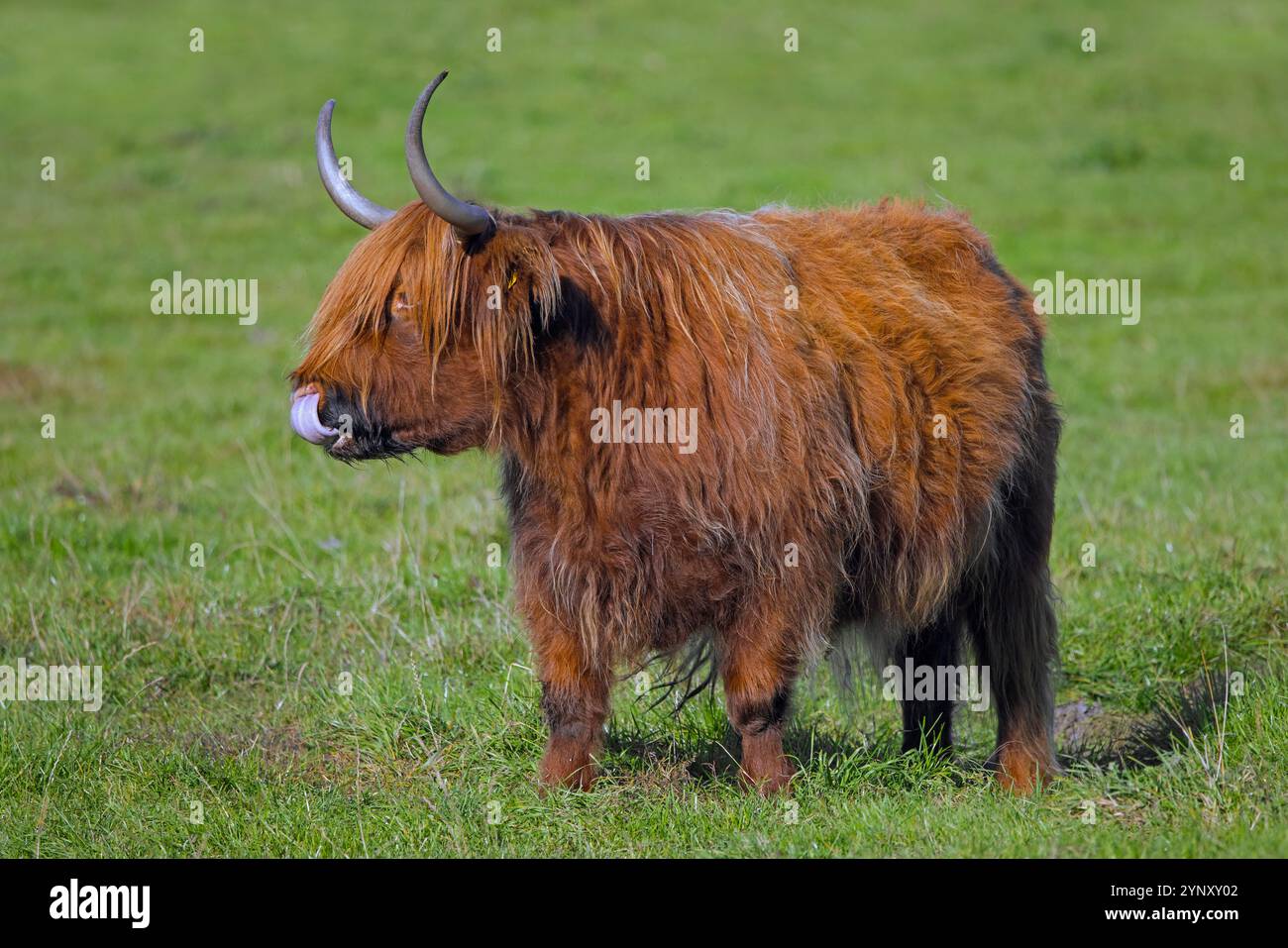 Highland Bull, race écossaise de bétail rustique cueillant nez avec langue dans la prairie / pâturage Banque D'Images