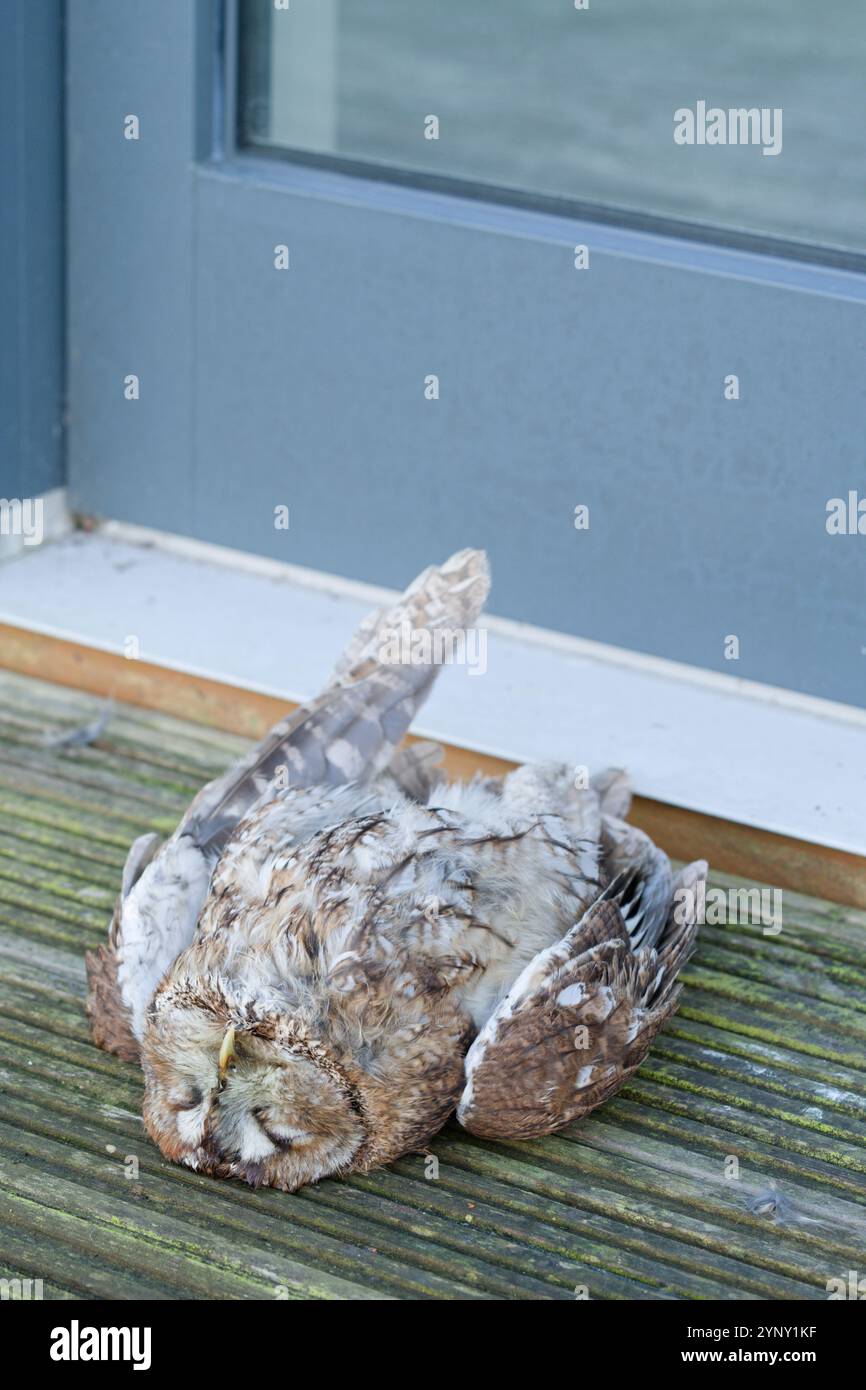 Un hibou fauve qui a volé dans de grandes fenêtres en verre plat et s'est écrasé sur une terrasse et est mort. Banque D'Images