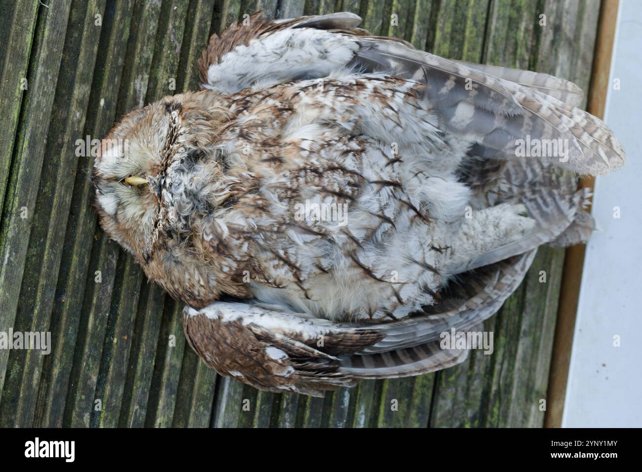 Un hibou fauve qui a volé dans de grandes fenêtres en verre plat et s'est écrasé sur une terrasse et est mort. Banque D'Images
