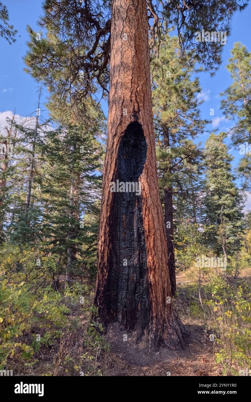 Arbre brûlé par un coup de foudre, Greenland Lake, North Rim, Grand Canyon National Park, Arizona, États-Unis Banque D'Images