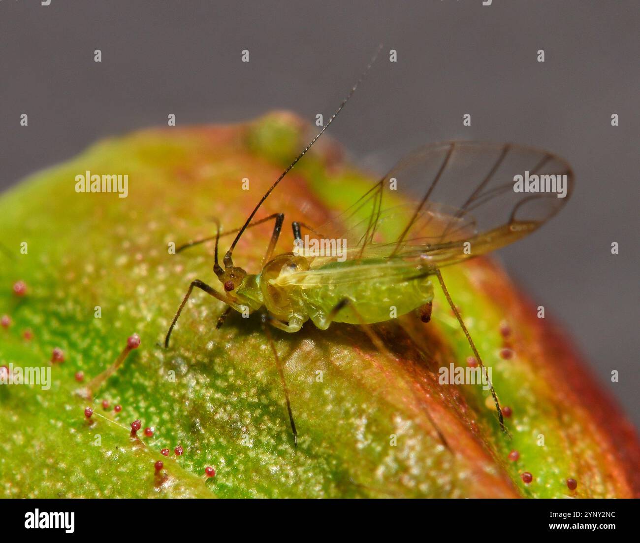 Un puceron des roses femelle ailé, macrosiphum rosae, se nourrissant d'un rosier. Prise en extérieur avec un arrière-plan flou naturel. Banque D'Images