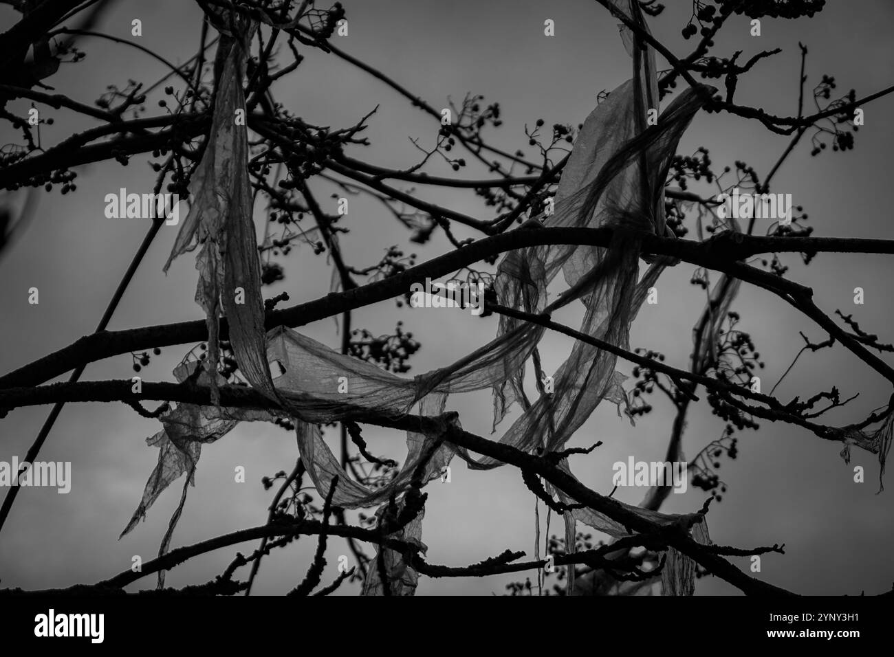 Un sac en plastique cassé pollue un arbre Banque D'Images