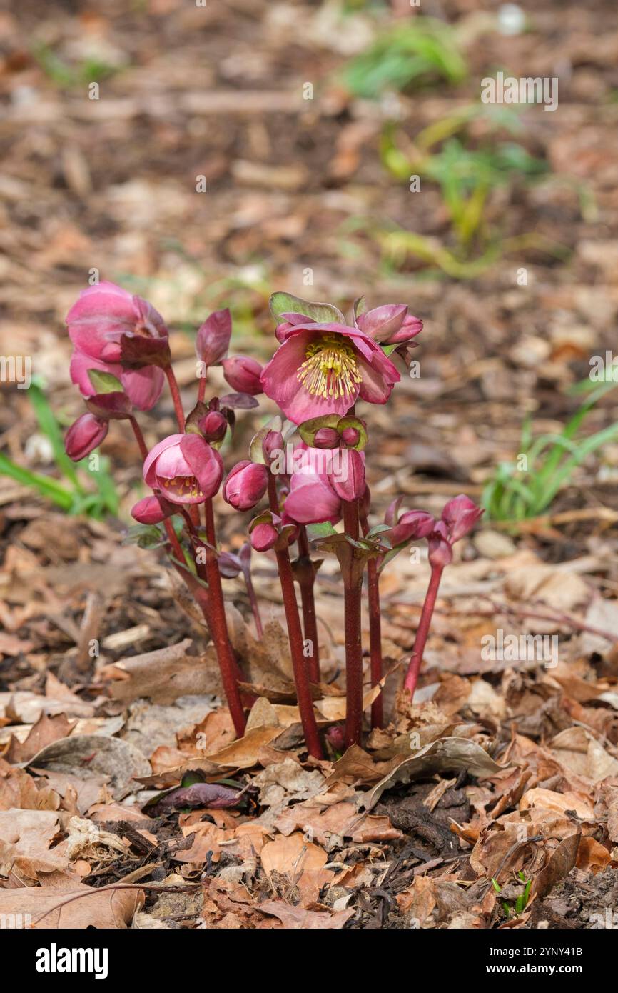 Dulcet de Helleborus Dana, dulcet de Hellebore Dana, tiges de fleurs violettes/rose foncé, étamines jaunes, hiver Banque D'Images