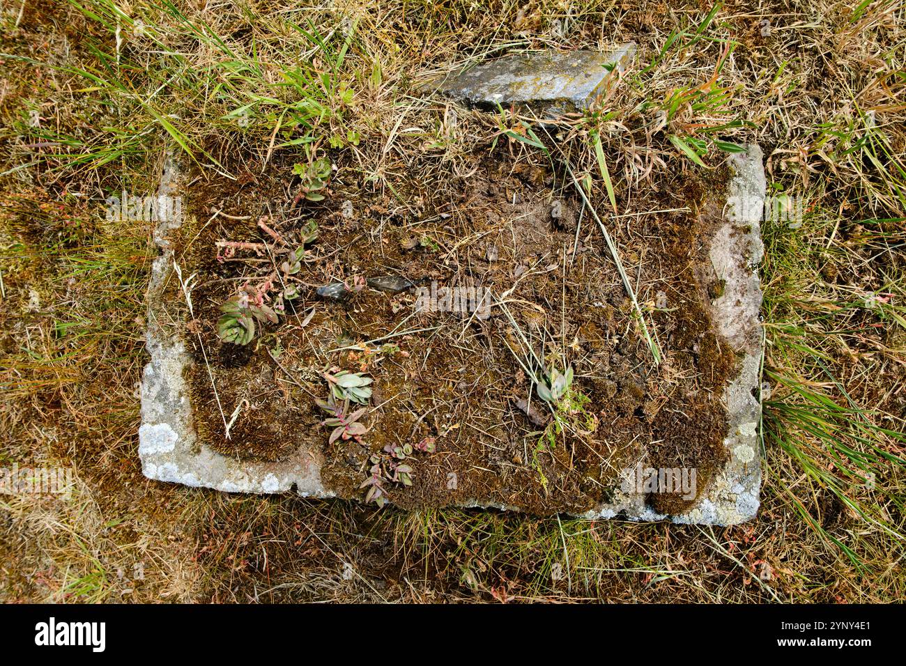 Structure en pierre envahie et encastrée, cimetière historique de Gross Lassowitz, polonais : Lasowice Wielkie, Powiat Kluczborski, Voïvodie d'Opole, Pologne. Banque D'Images