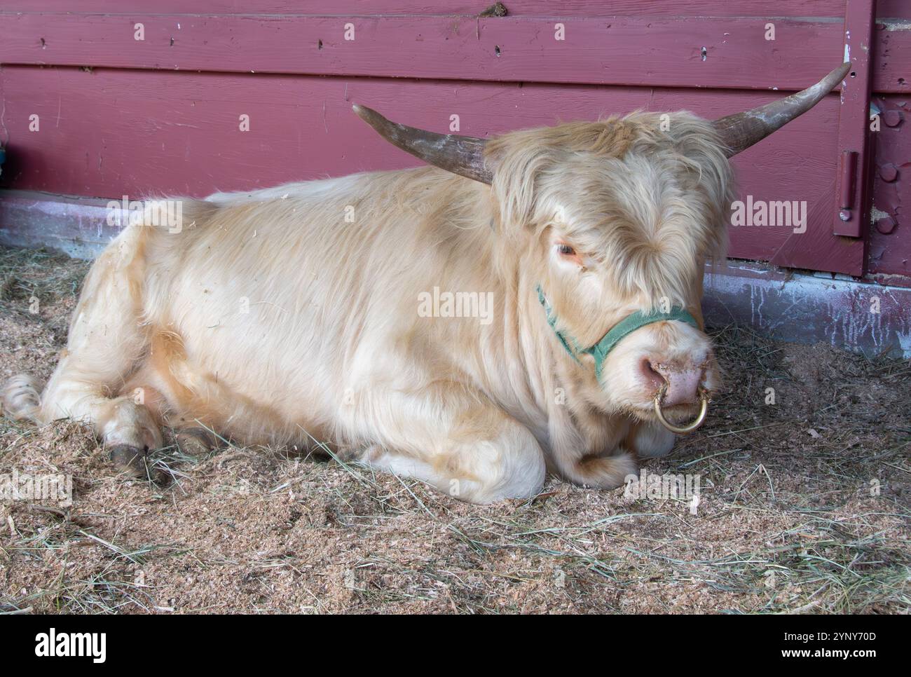 Portrait en gros plan d'une vache cornée gisant dans une écurie, Colombie-Britannique, Canada Banque D'Images