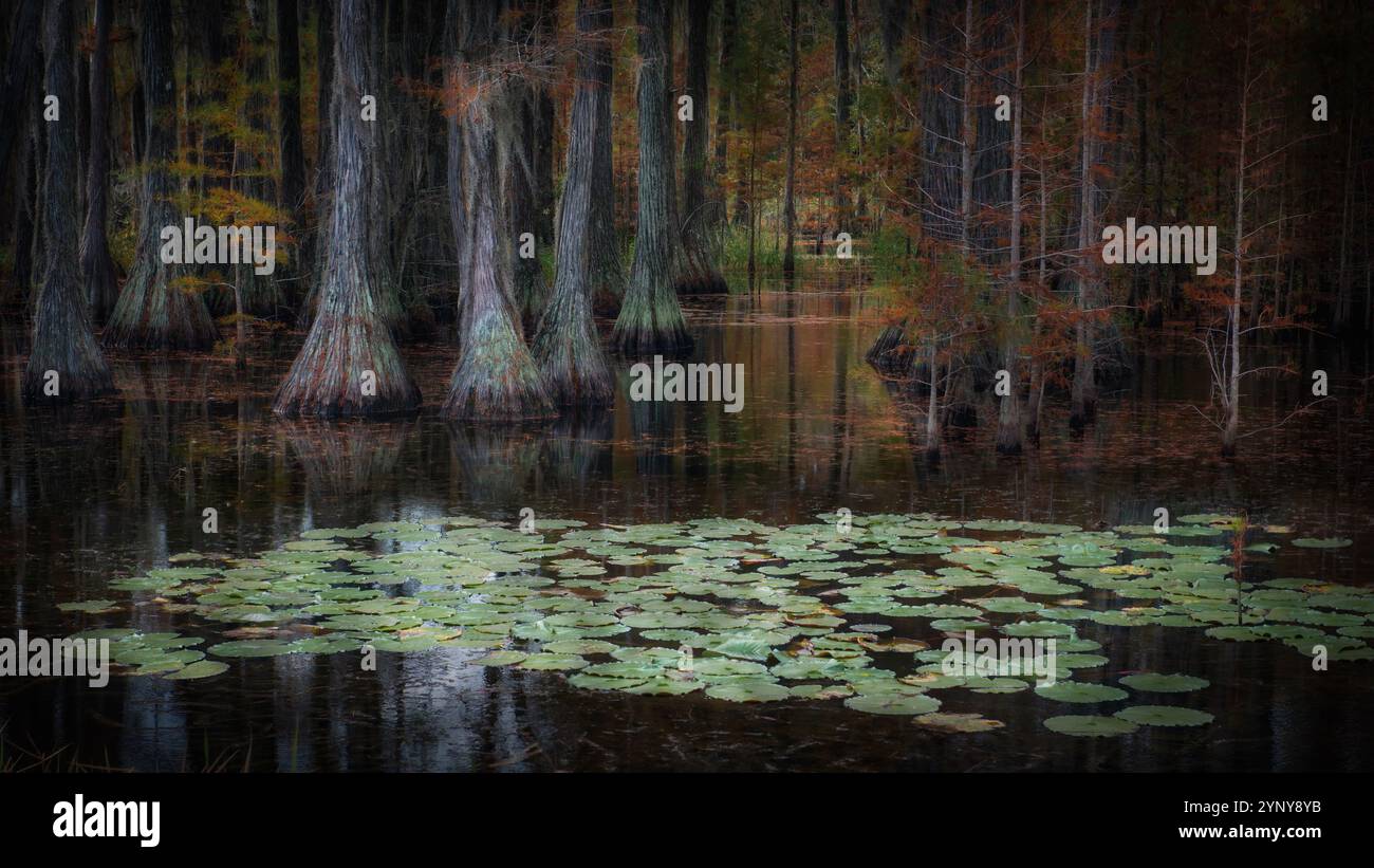 Cyprès d'étang (Taxodium ascendens) poussant dans le marais d'Okefenokee, Géorgie, États-Unis Banque D'Images