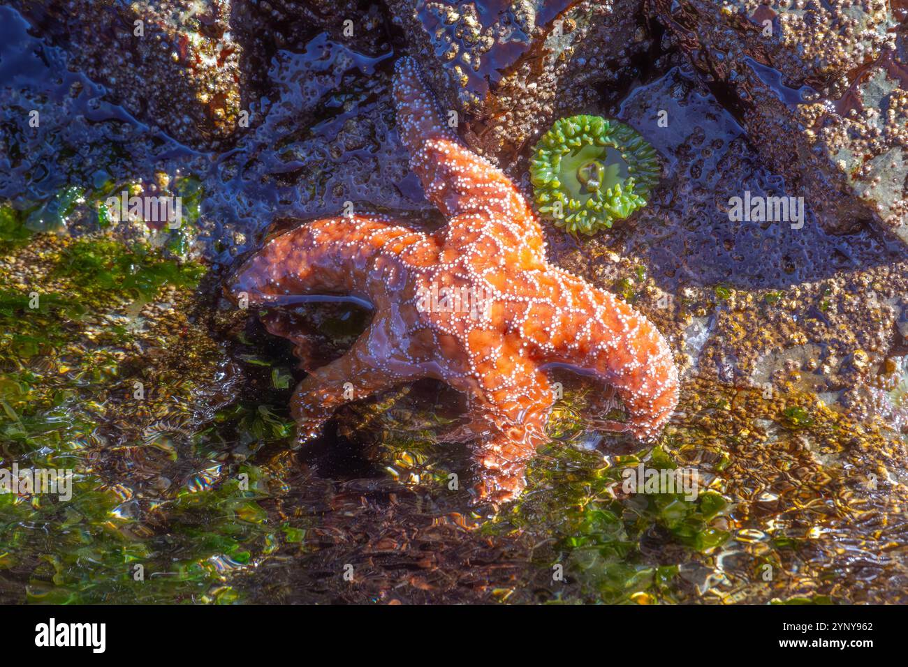 Gros plan d'une étoile de mer orange sur un rocher à marée basse, île de Vancouver, Colombie-Britannique, Canada Banque D'Images