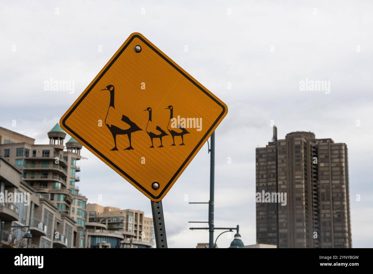 Panneau de passage des oies au Humber Bay Park East à Etobicoke, Toronto, Ontario, Canada Banque D'Images