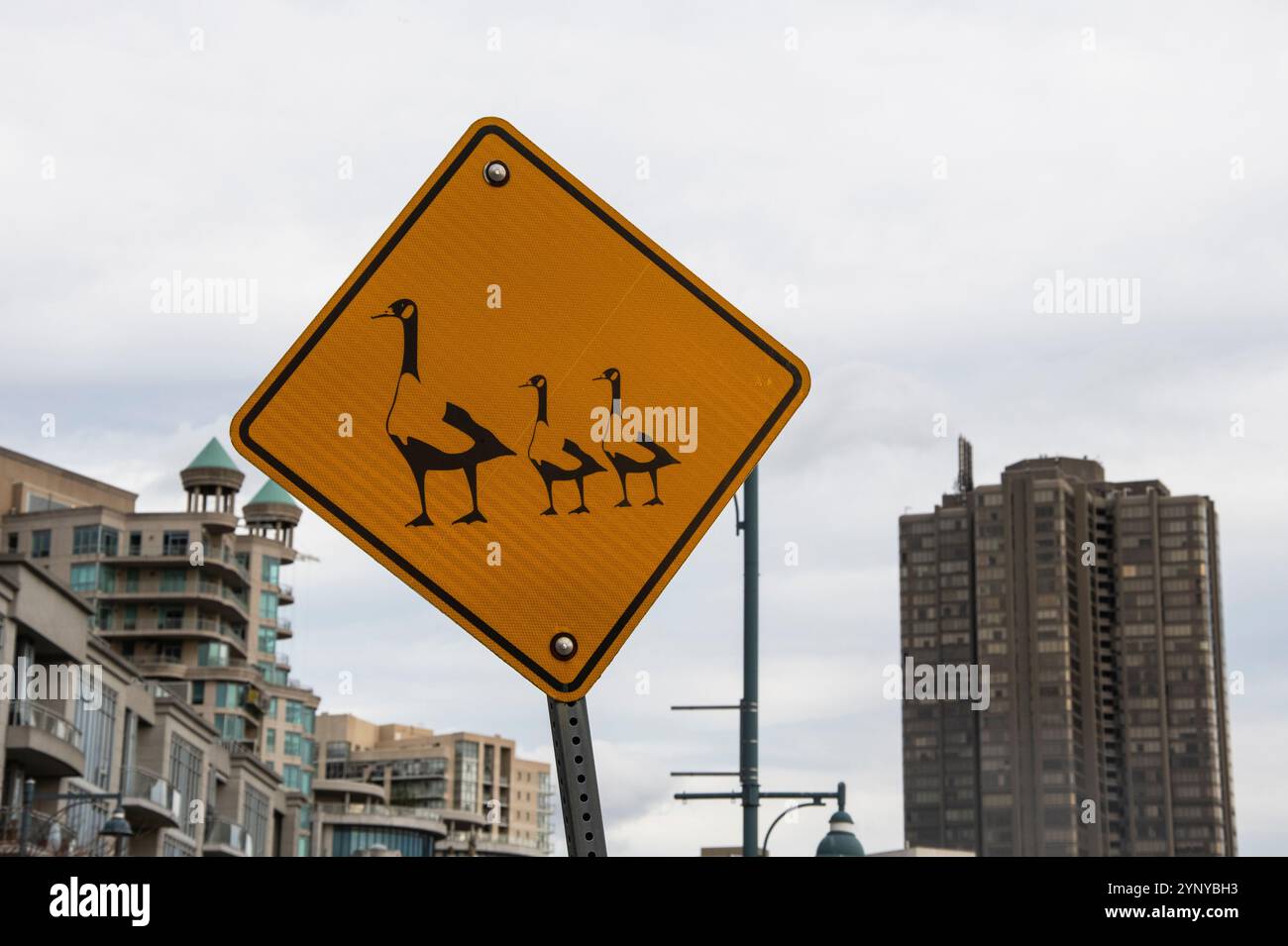 Panneau de passage des oies au Humber Bay Park East à Etobicoke, Toronto, Ontario, Canada Banque D'Images