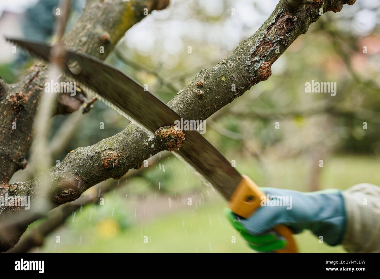 Enlèvement et sciage de la zone touchée sur la branche avec le chancre de pommier. Traitement D'arbres fruitiers de plantes malades. Main avec scie en mouvement Banque D'Images