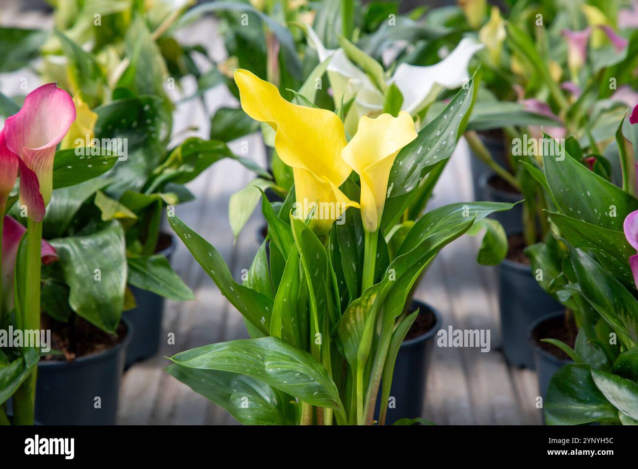 Corazon Calla Lilly fleur jaune Banque D'Images