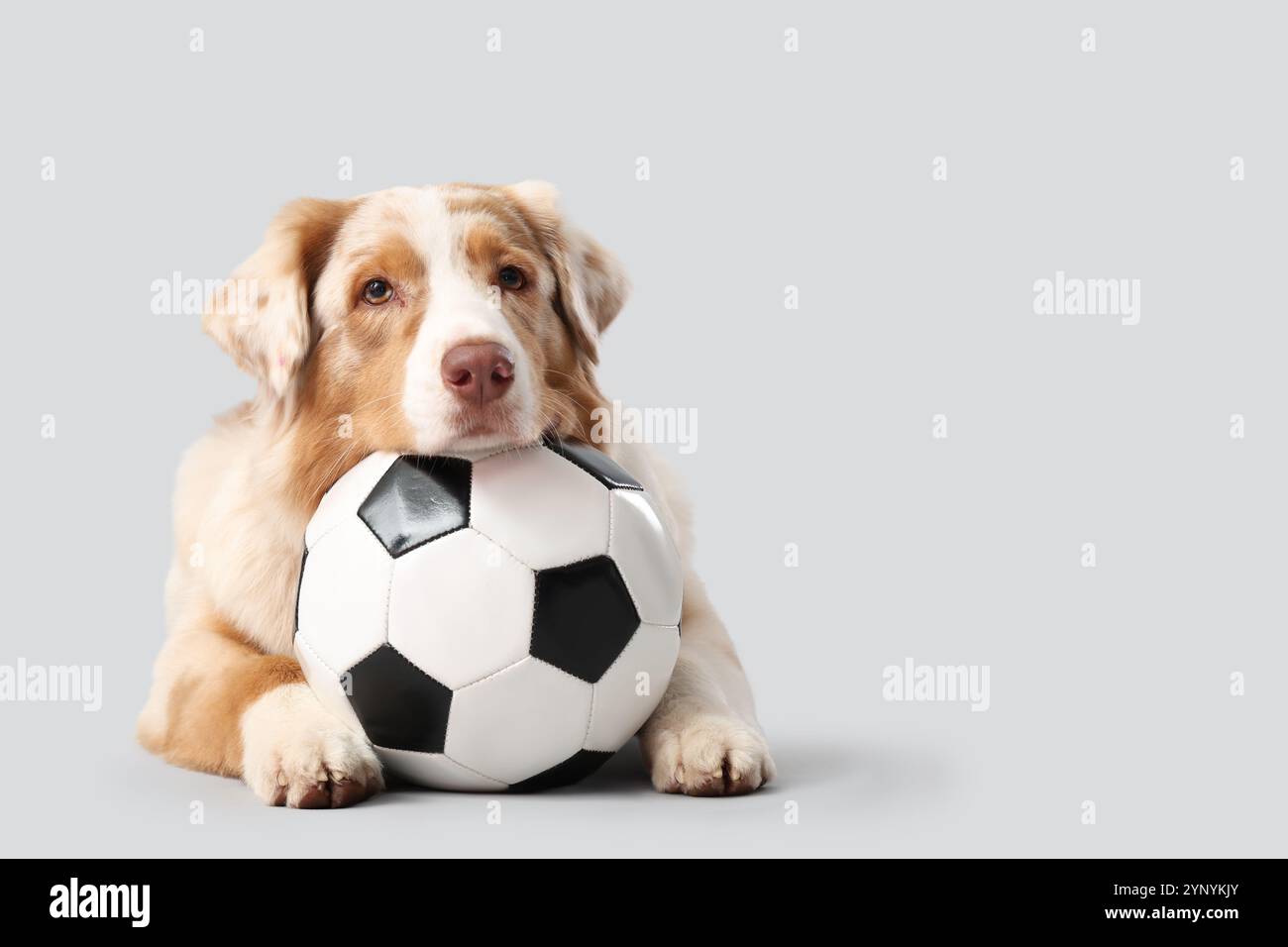 Chien berger australien mignon avec ballon de football couché sur fond clair Banque D'Images