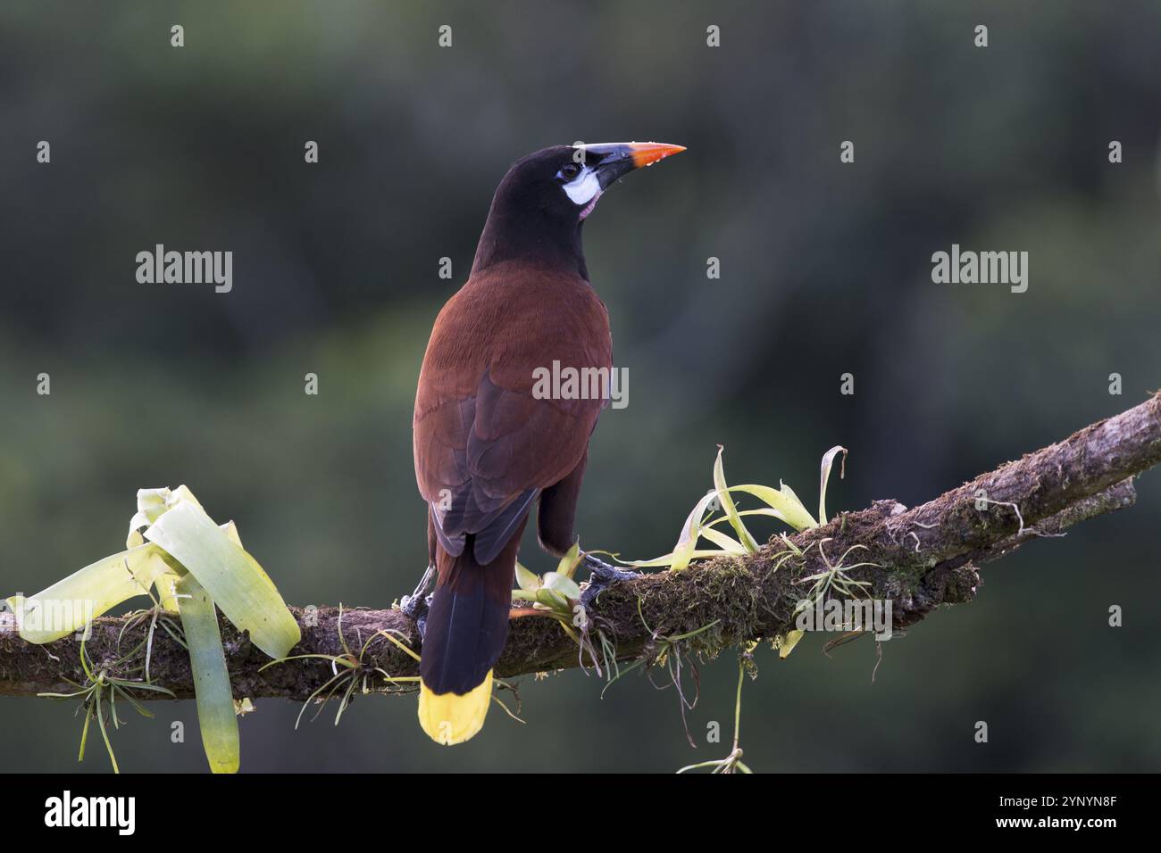 Oiseau frontal de Montezuma (Gymnostinops montezuma), Costa Rica, Amérique centrale Banque D'Images