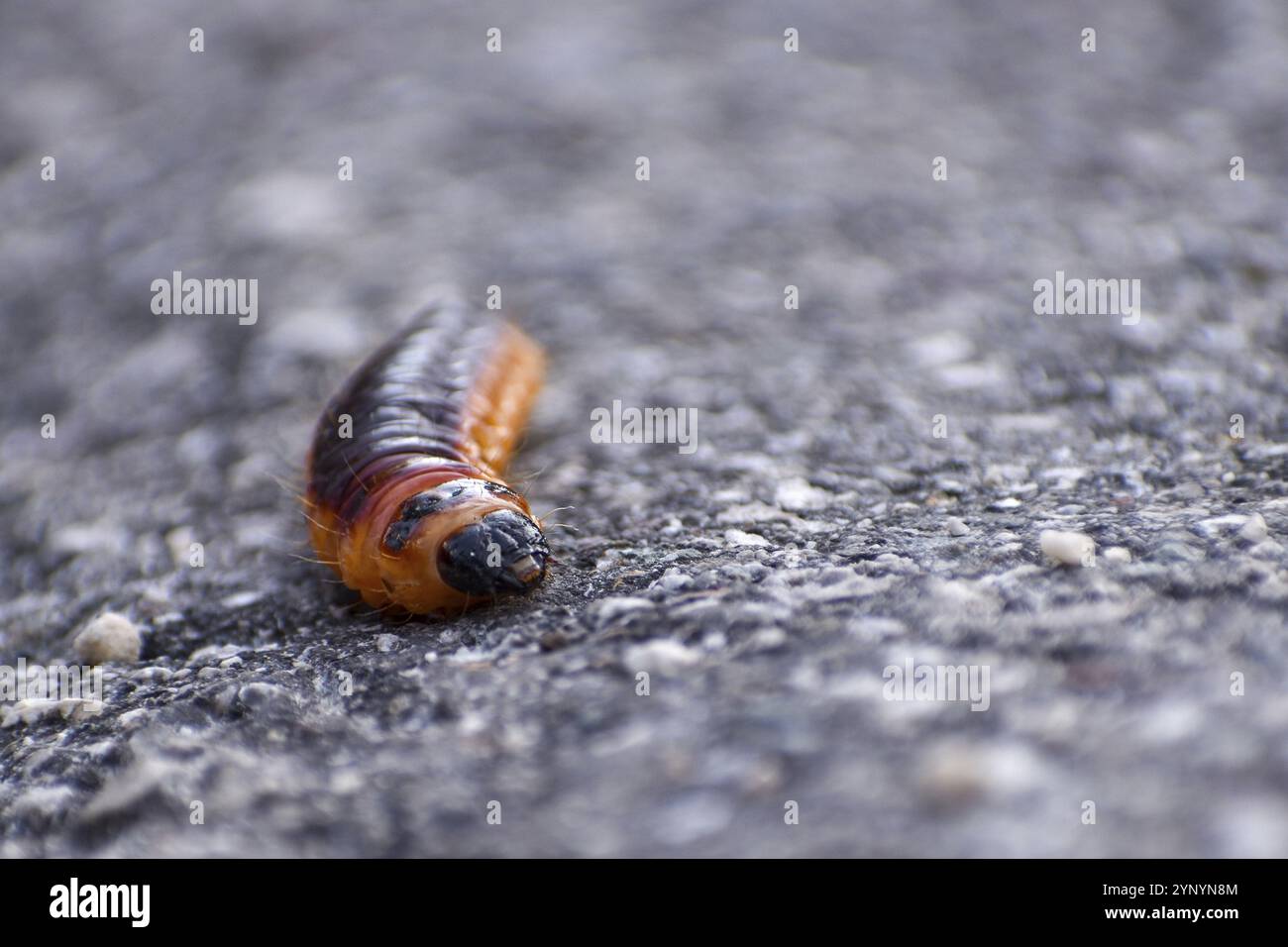 Chenille de la pyrale du saule (Cossus cossus) sur route goudronnée, vue dans le parc national de Berchtesgaden, Allemagne, Europe Banque D'Images