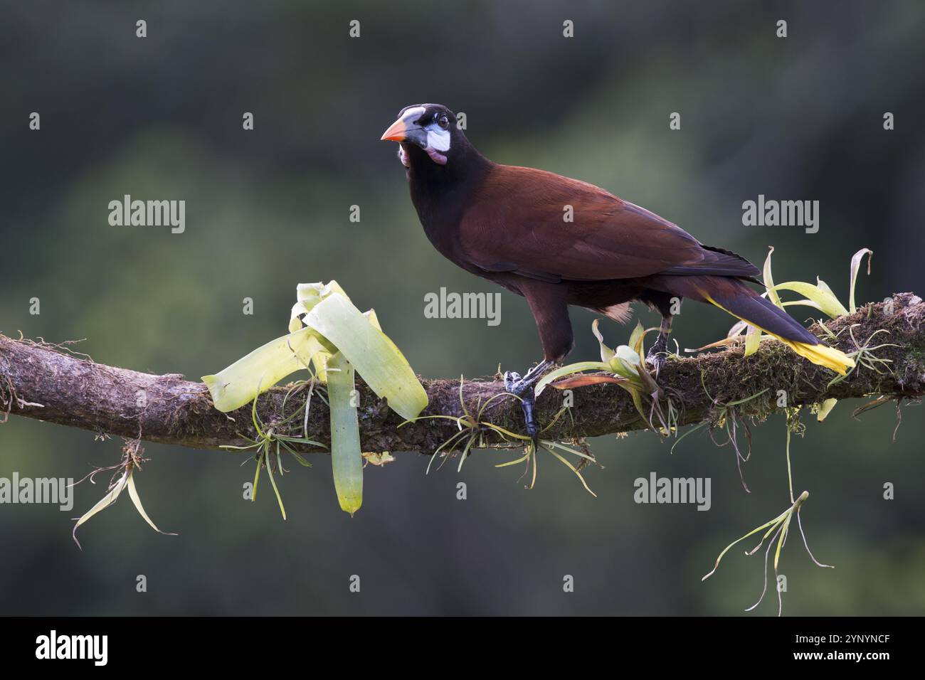 Oiseau frontal de Montezuma (Gymnostinops montezuma), Costa Rica, Amérique centrale Banque D'Images