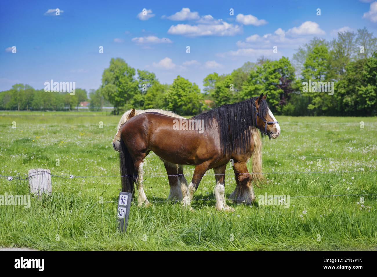 Deux lourds chevaux de trait belges Banque D'Images