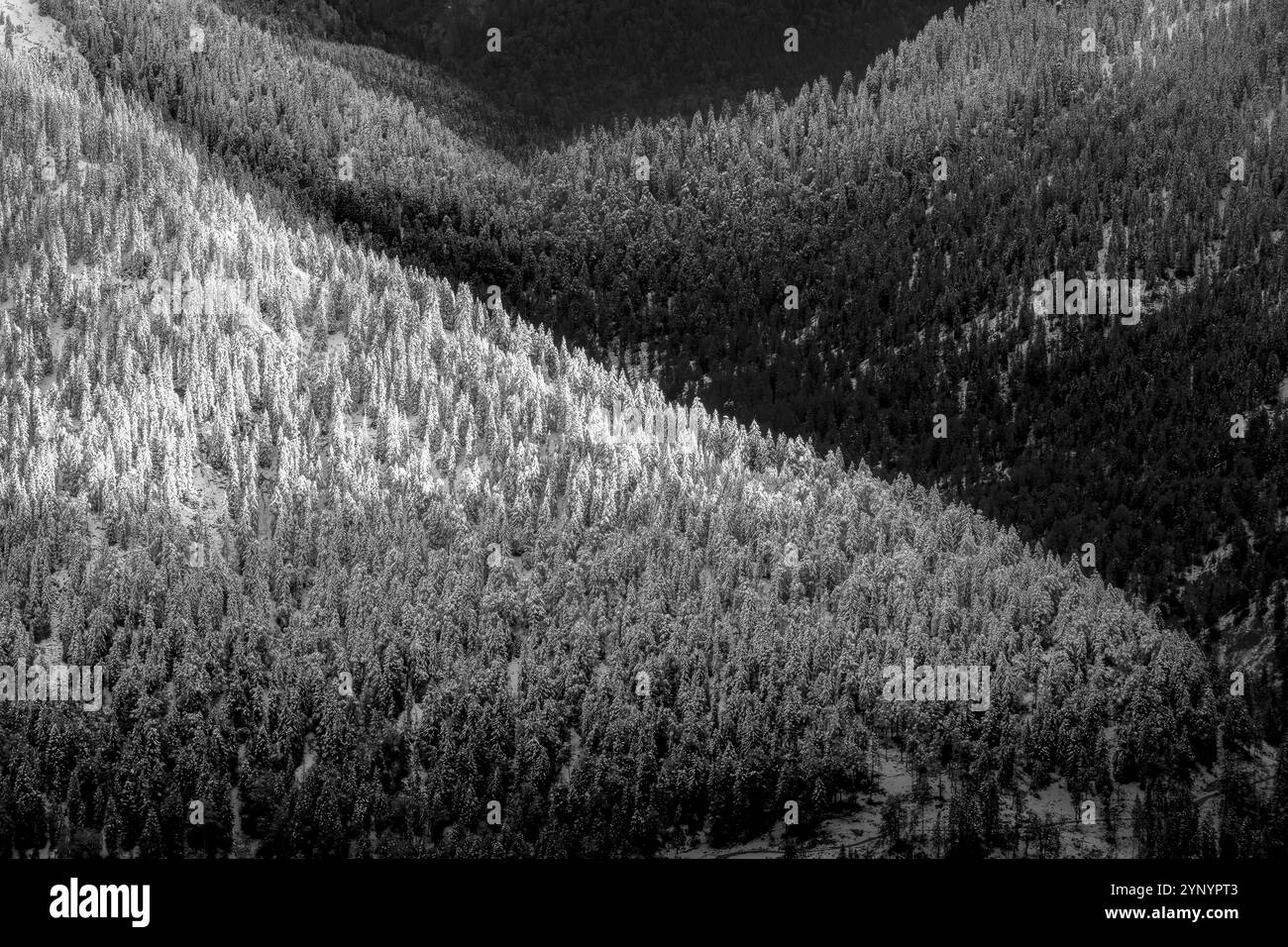 Sapins conifères dans les montagnes du tyrol en noir et blanc avec neige en hiver Banque D'Images