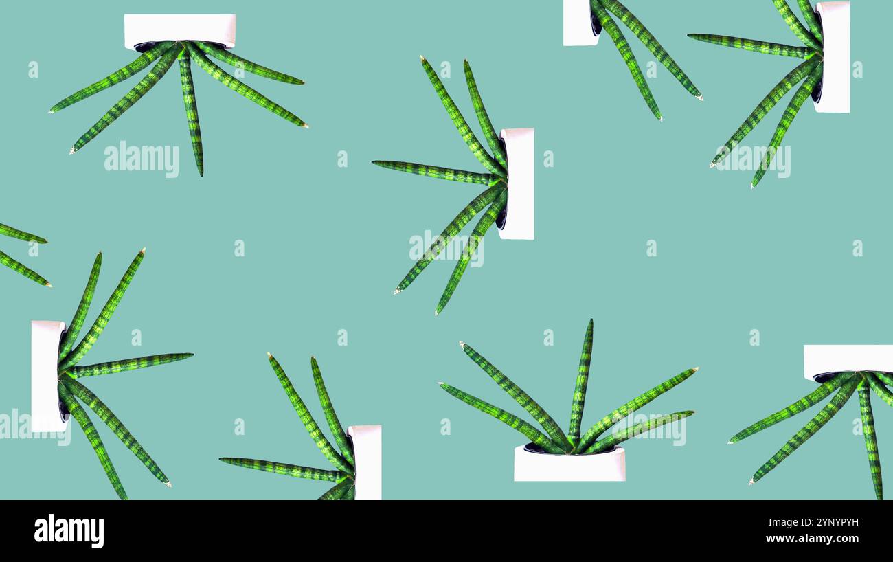 Modèle végétal Sanseveria, fond végétal. Plante Sanseveria dans un pot blanc. Structure de croissance végétale unique. Découpe. Fond monochrome. Minimalisme Banque D'Images