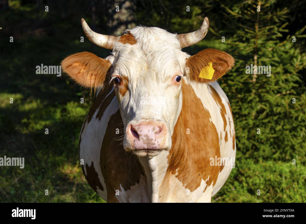 Gros plan d'une tête de vache Banque D'Images