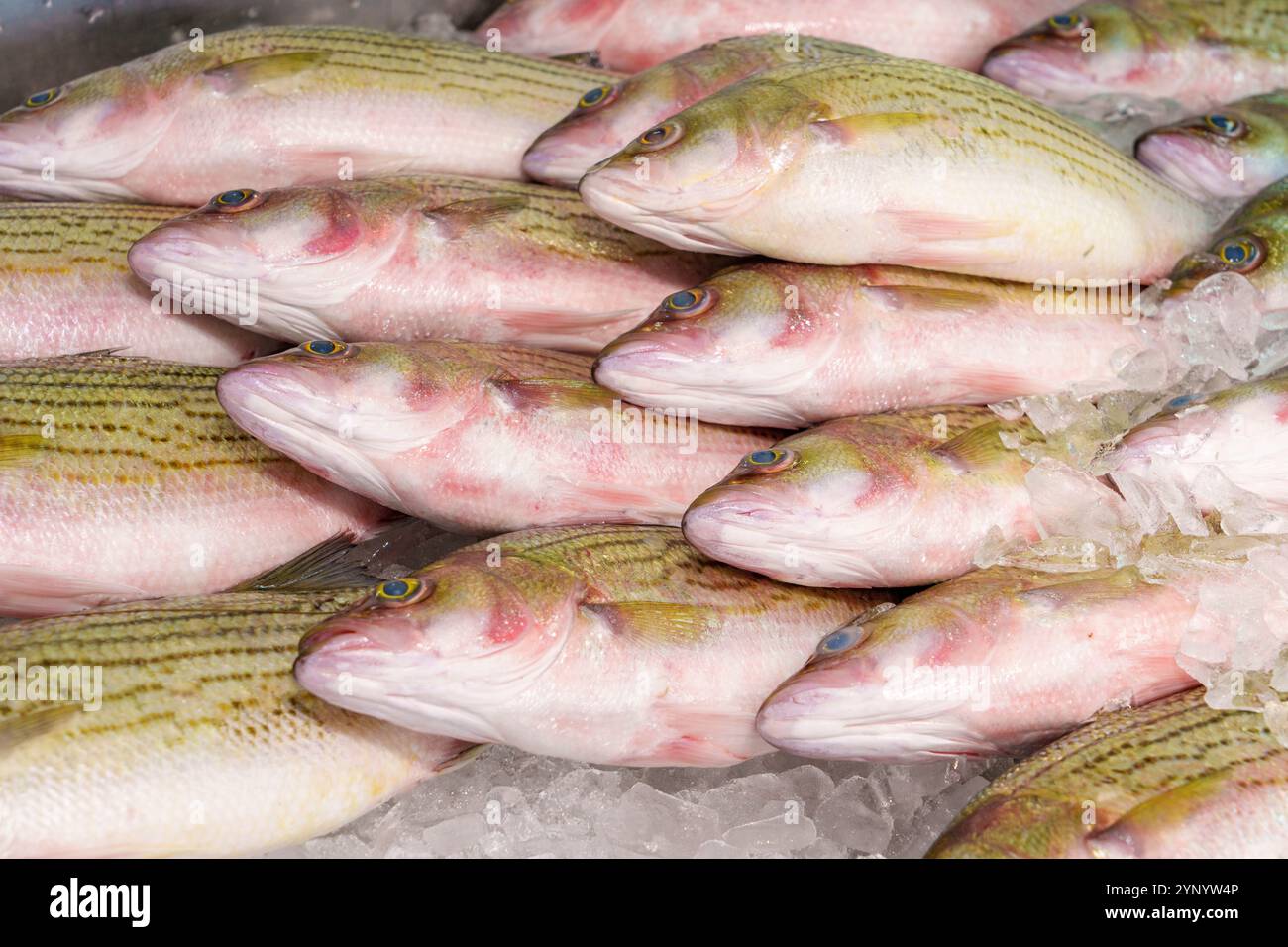 Snapper local, Vieux Port historique et marché aux poissons Portland Maine, Nouvelle-Angleterre, États-Unis Banque D'Images