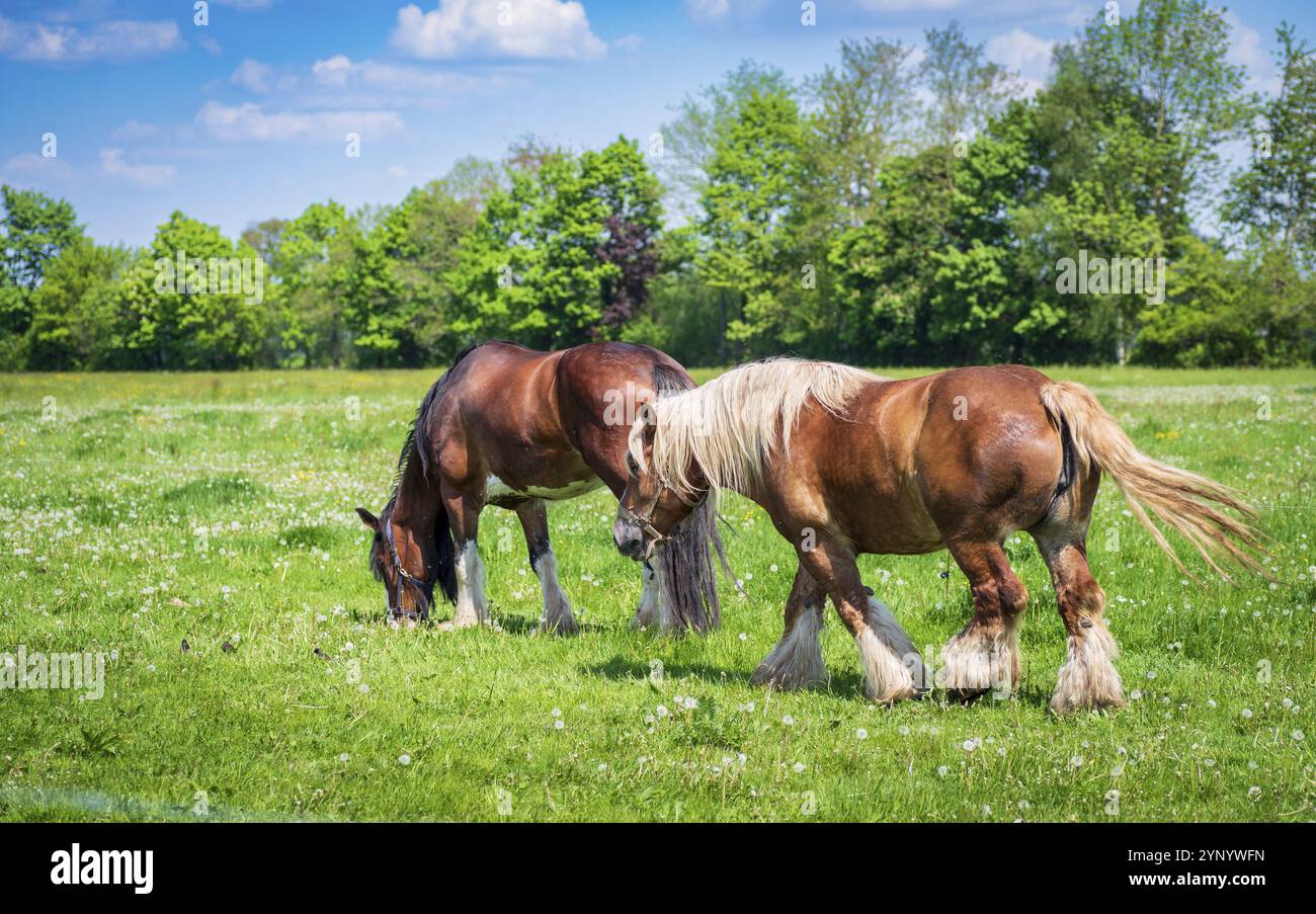 Deux lourds chevaux de trait belges Banque D'Images
