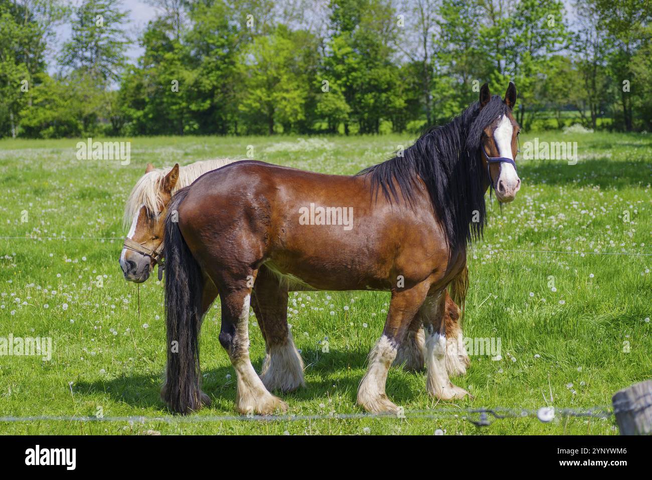 Deux lourds chevaux de trait belges Banque D'Images