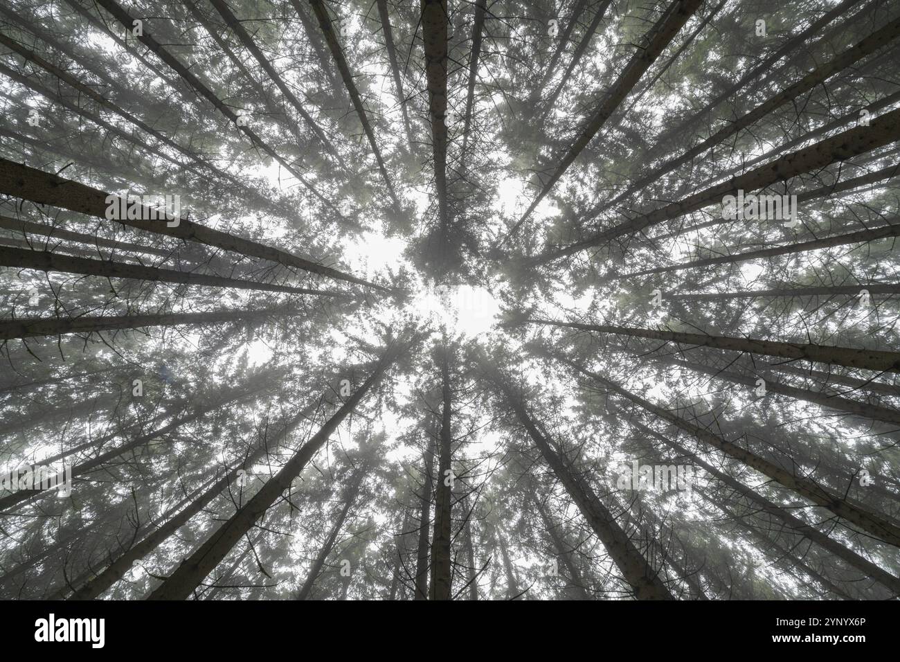 Vue sur la forêt de conifères avec brouillard près de Biberach Banque D'Images