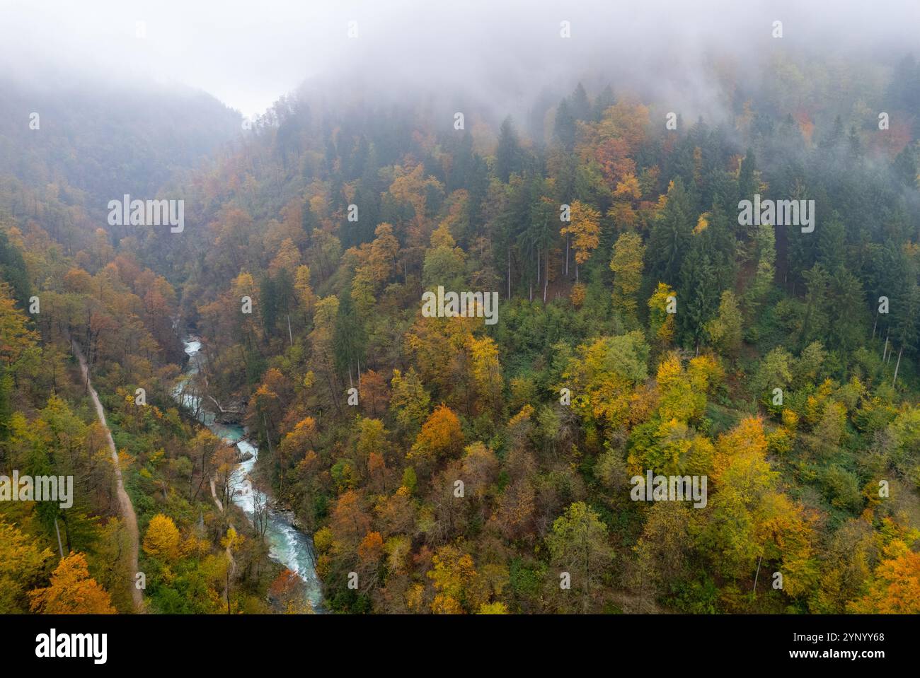 Rivière turquoise coulant à travers la forêt colorée d'automne en slovénie. Parc national du Triglav, Slovénie Banque D'Images