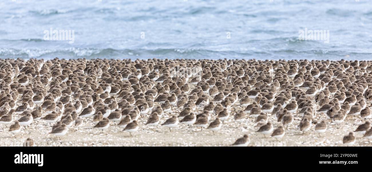 Dunlin Calidris alpina sur la rive au printemps Colombie-Britannique Canada. Échassiers au bord de la mer. Troupeau des nombreux petits oiseaux dormant sur le sho Banque D'Images